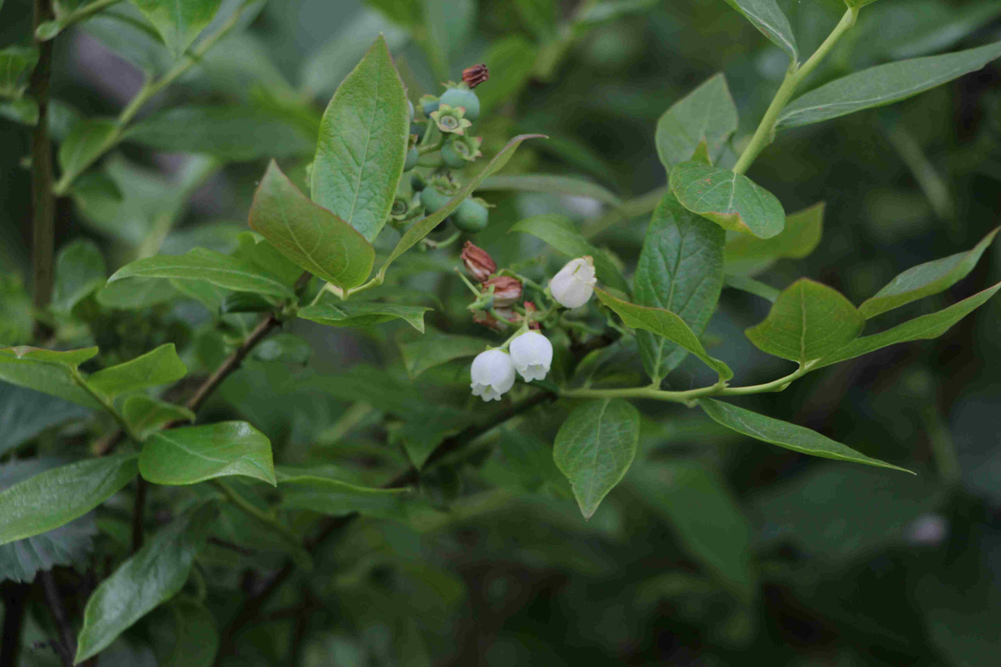 Heidelbeeren 1kg (in Kürze...sind noch im Wachstum)