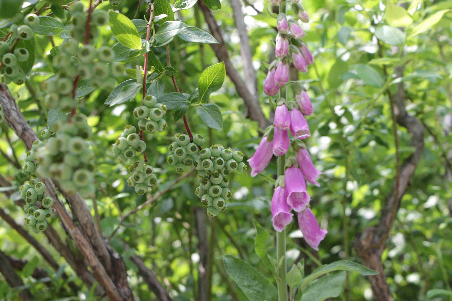 Bioland Heidelbeeren