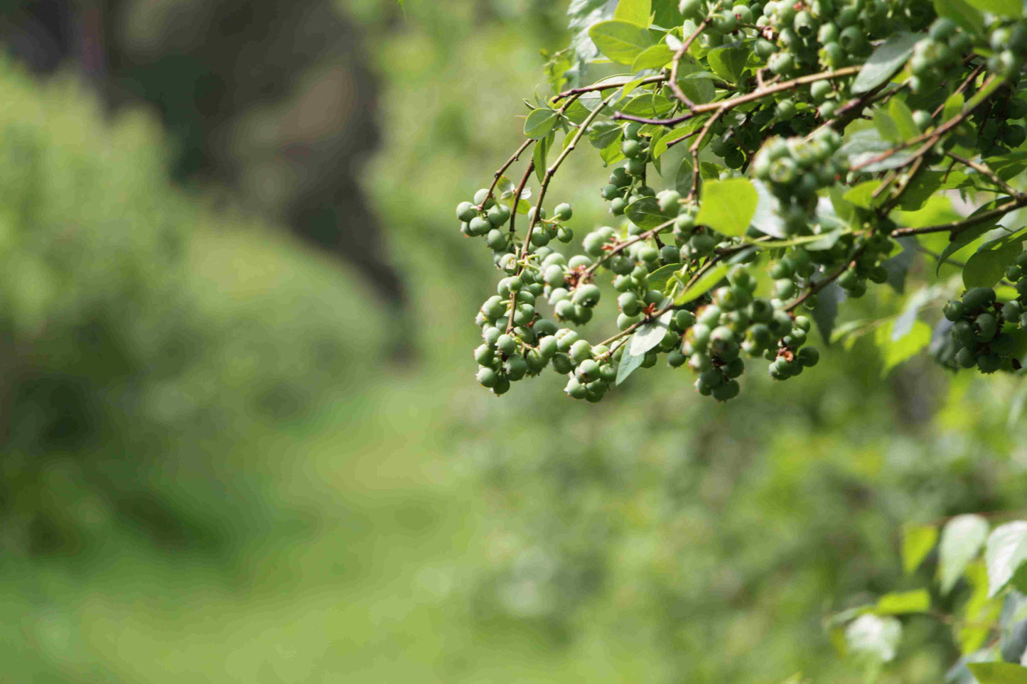 Heidelbeeren 1kg (in Kürze...sind noch im Wachstum)
