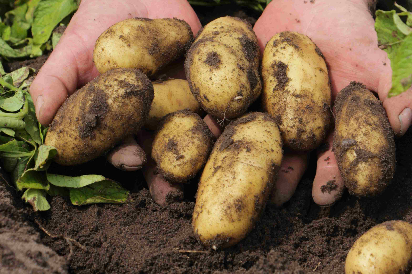 Frühkartoffel Annabelle 5kg (...in wenigen Tagen verfügbar)