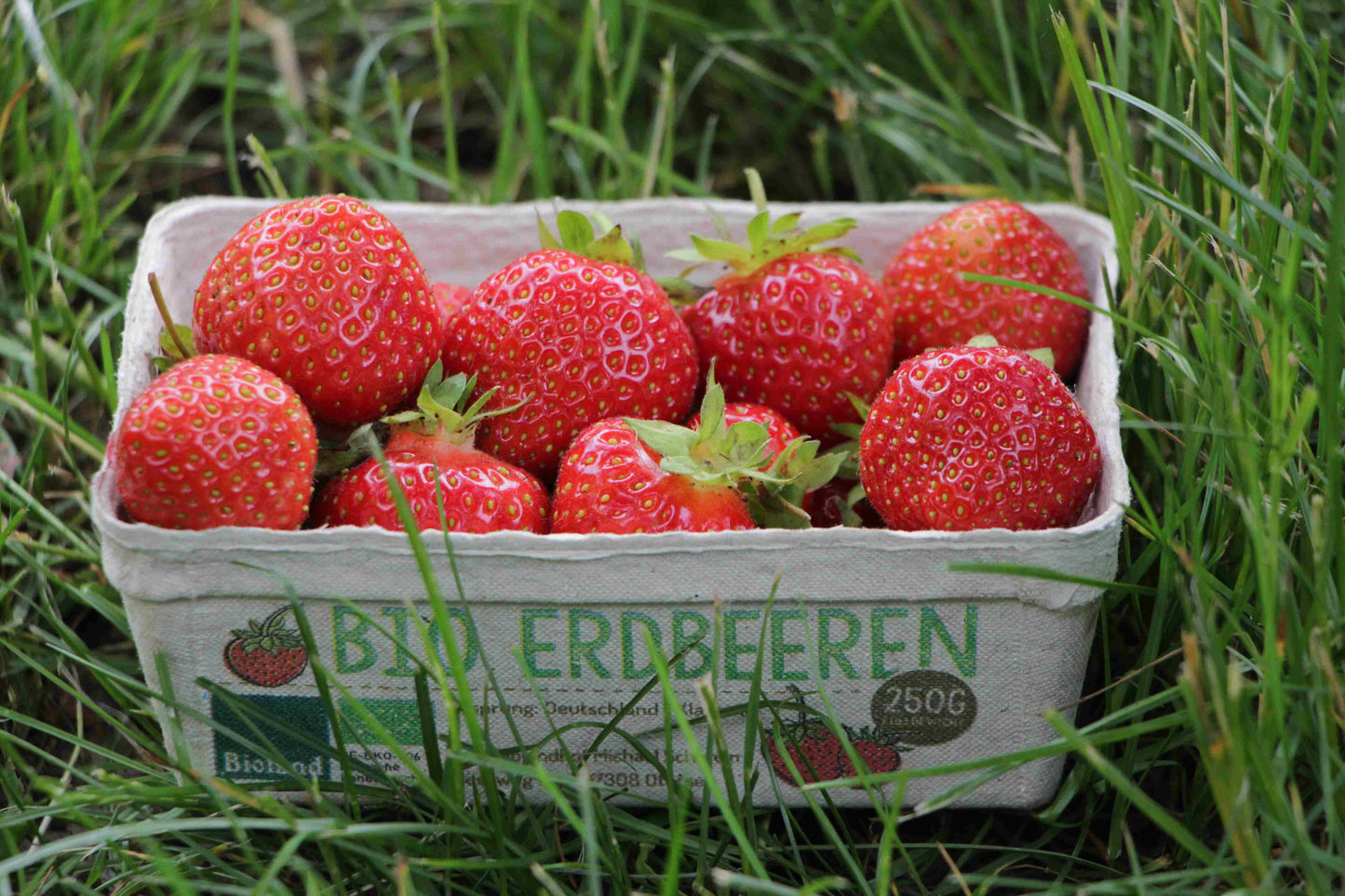 Erdbeeren (nur Hofverkauf)