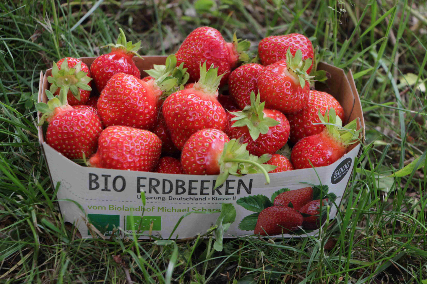 Erdbeeren (nur Hofverkauf)