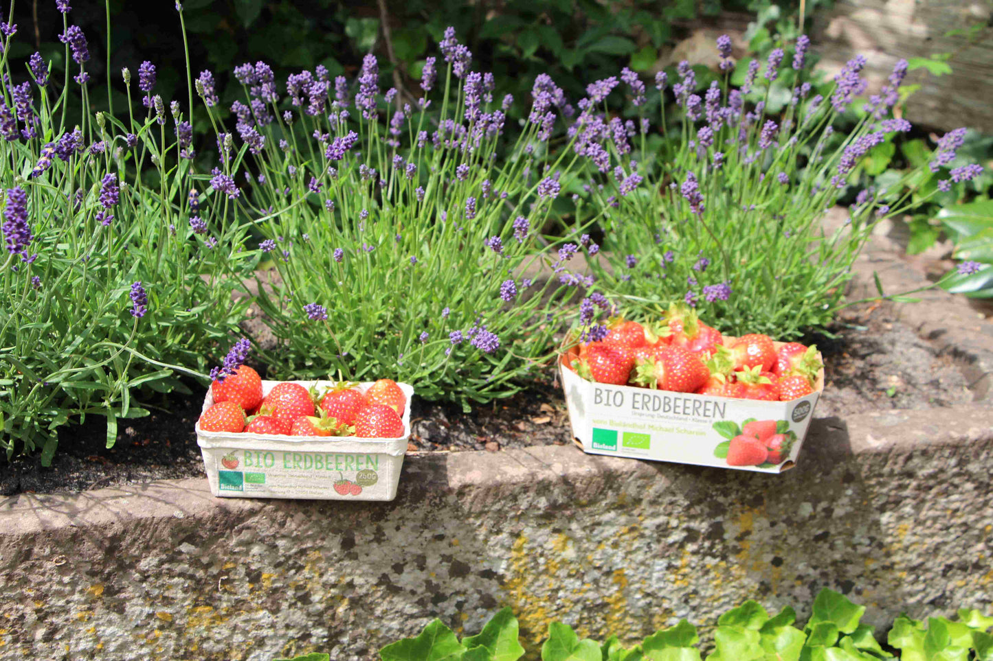 Erdbeeren (nur Hofverkauf)