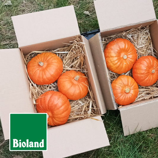 Zwei Kartons mit frischen Bioland Hokkaido Kürbissen auf Stroh gebet et