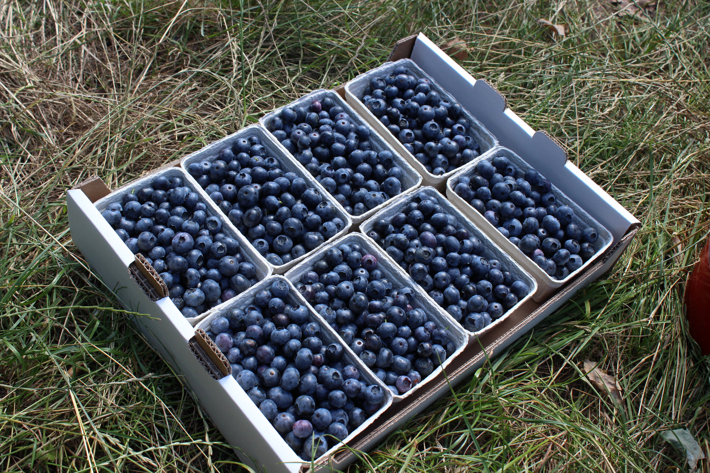 Bioland Heidelbeeren