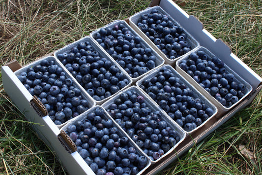 Frische Bioland Heidelbeeren, direkt vom Hof aus Niedersachsen