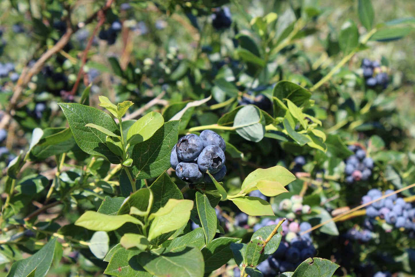 Bioland Heidelbeeren
