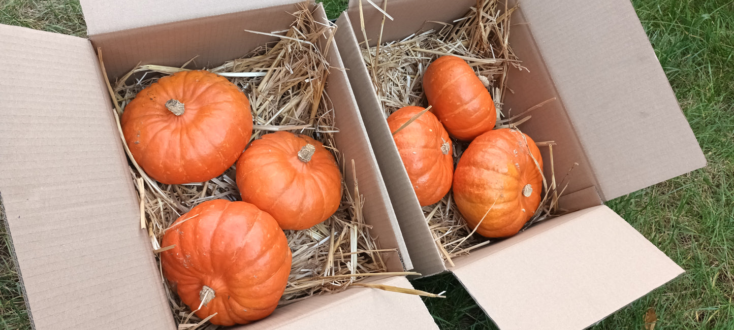 Hokkaido Bioland Kürbis (versandkostenfrei)