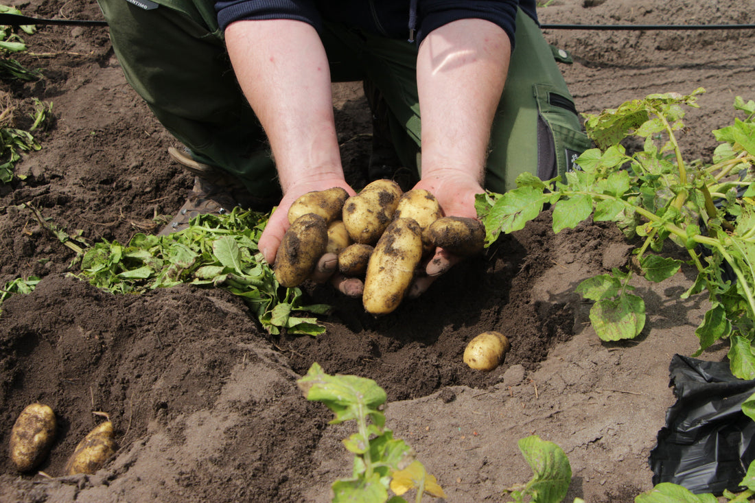 MyDealz diskutiert, wir liefern die Fakten: So entstehen unsere Bioland-Kartoffeln