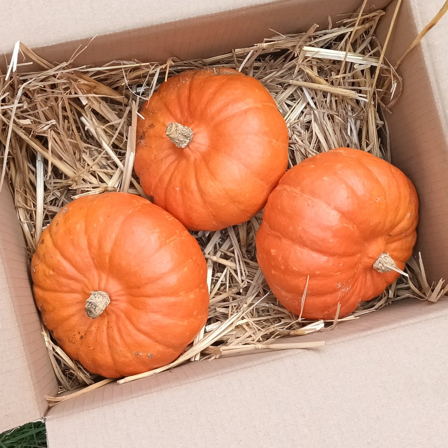 Bioland-Kürbis frisch vom Feld