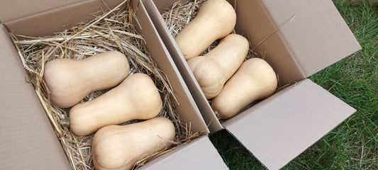 Große Winterkiste Bioland Butternut Kürbis 8kg