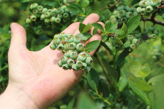 Heidelbeeren 1kg (in Kürze...sind noch im Wachstum)