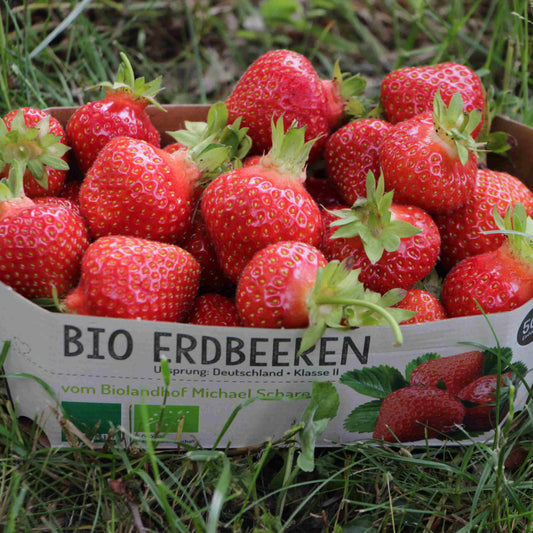 Bioland Erdbeeren