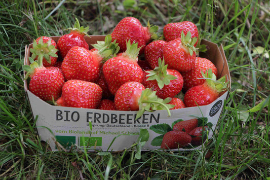 Erdbeeren (nur Hofverkauf)