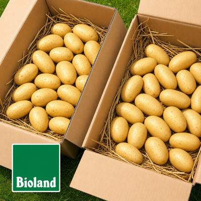 Zwei Kisten Bioland Kartoffeln der Sorte Linda