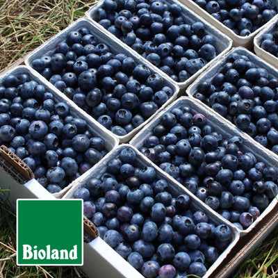 Eine Steige mit Bio-Blaubeeren