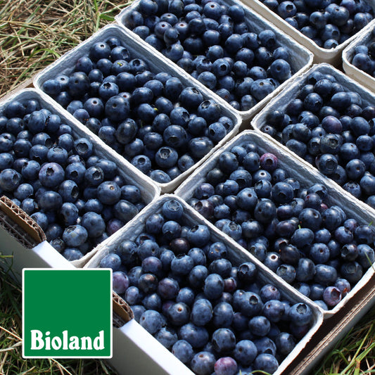 Eine Steige mit Bio-Blaubeeren