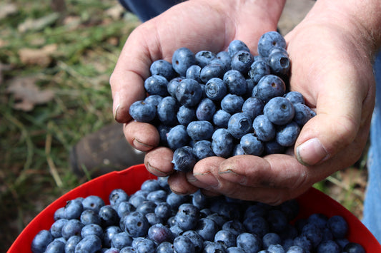 Eine Handvoll Bio-Heidelbeeren