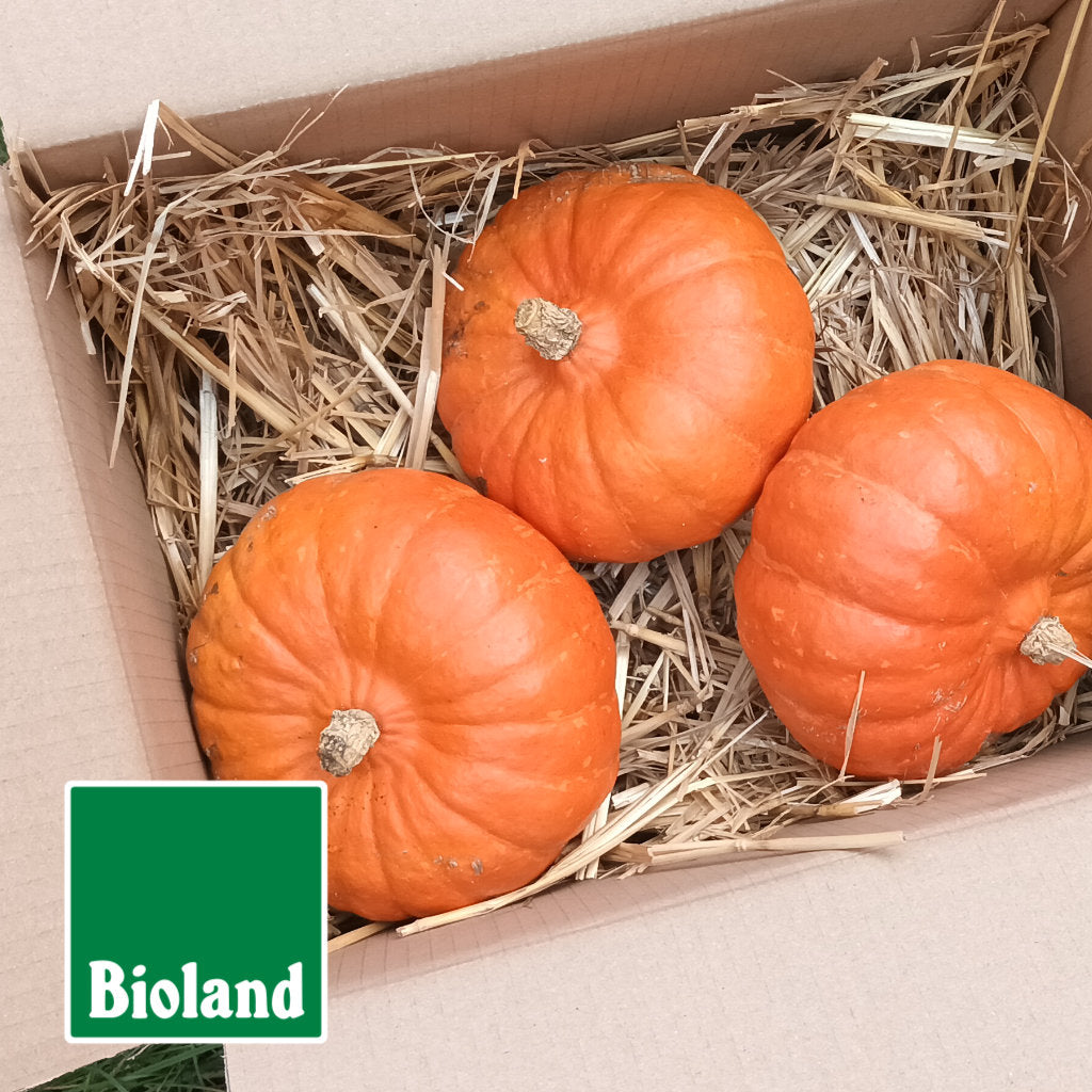 Frische Bioland Hokkaido Kürbisse in einem Karton auf Stroh