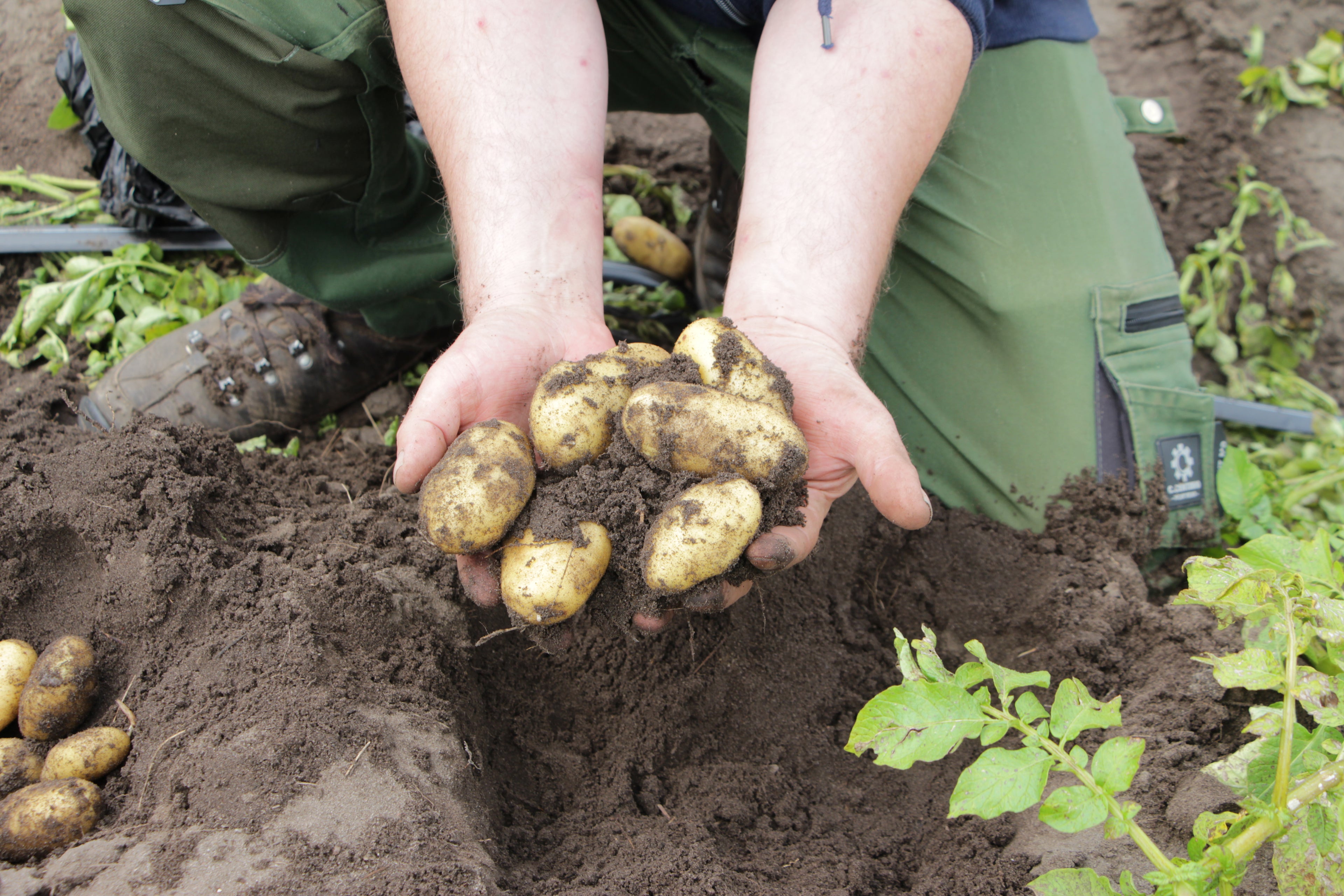 Frisch aus dem Boden geerntete Annabelle Bioland Kartoffeln