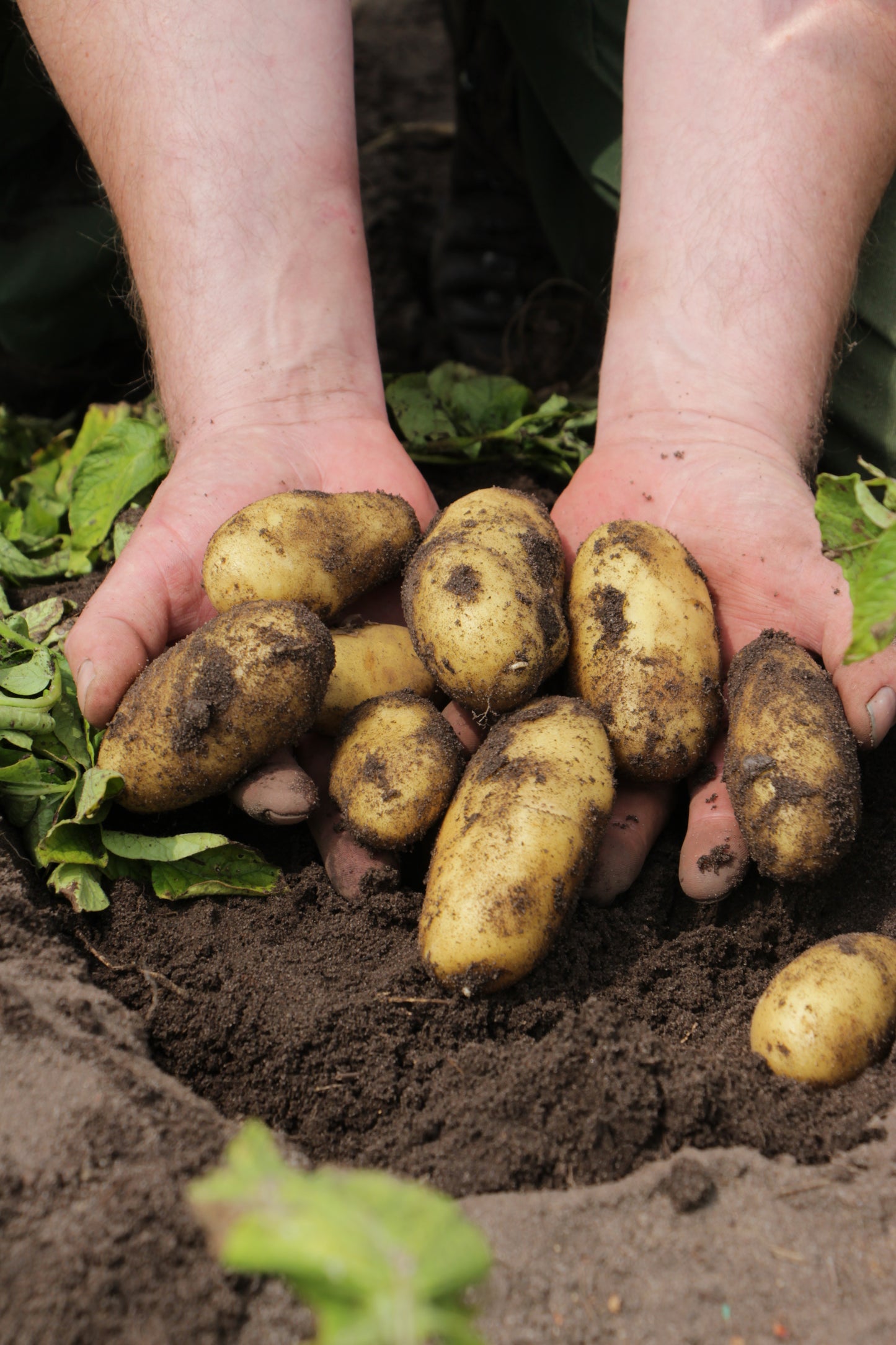 Frisch aus dem Boden geerntete Annabelle Bioland Kartoffeln