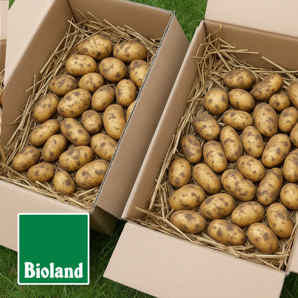 Kartons mit frischen Bioland Kartoffeln der Sorte Annabelle