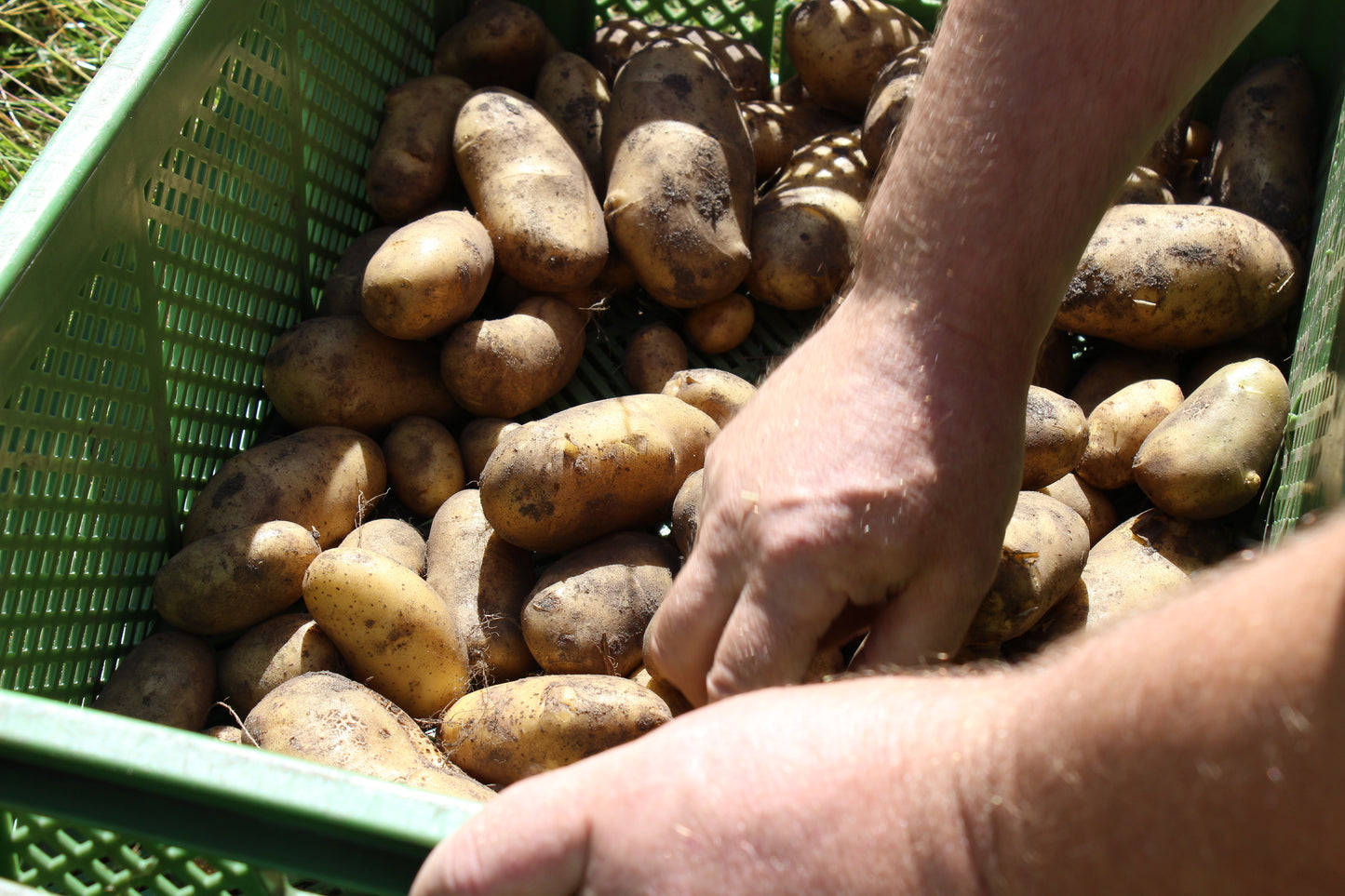 Frisch aus dem Boden geerntete Annabelle Bioland Kartoffeln in einer Kiste