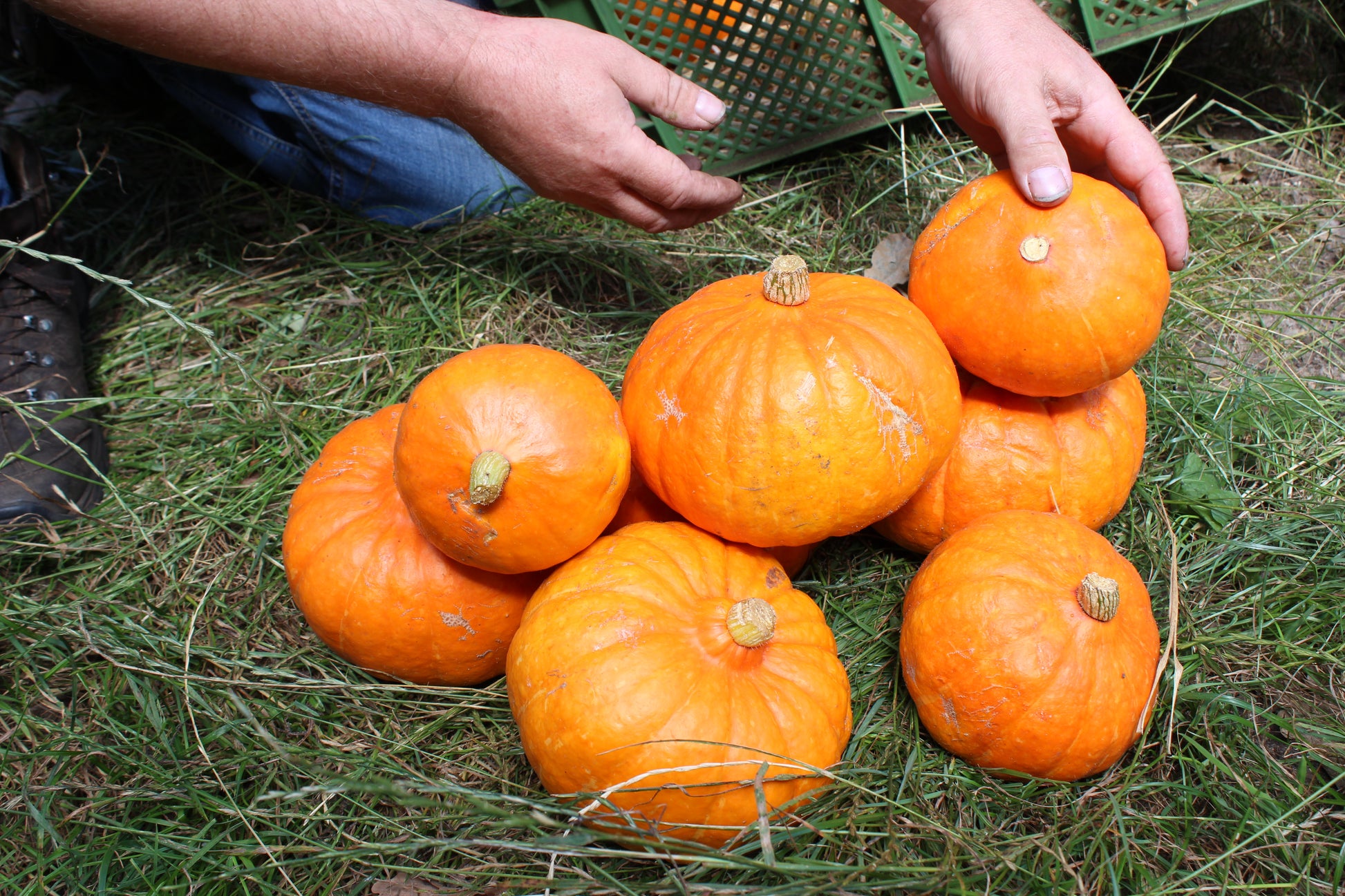 Bioland-Hokkaido Kürbisse auf einem Haufen