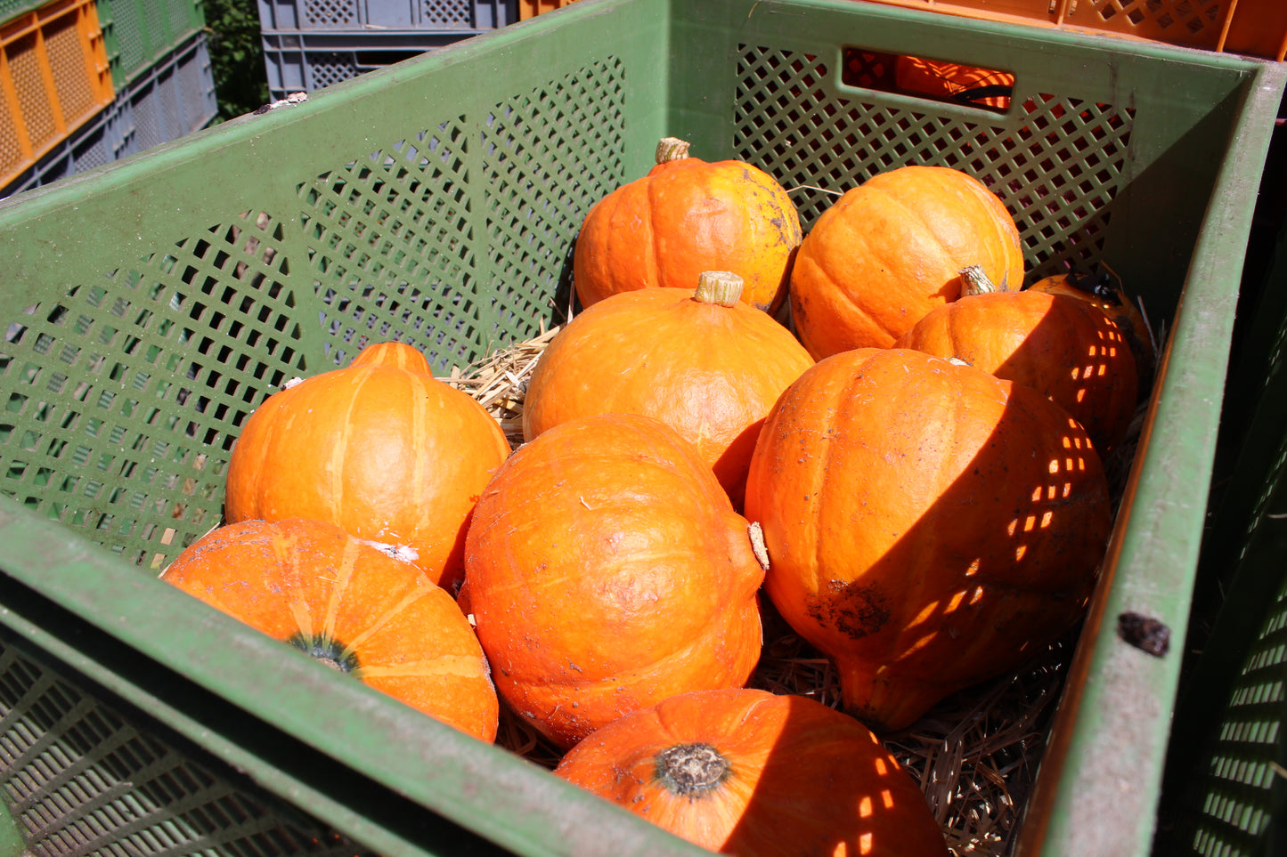 Frisch vom Feld Bioland Hokkaido Kürbisse in einer Kiste