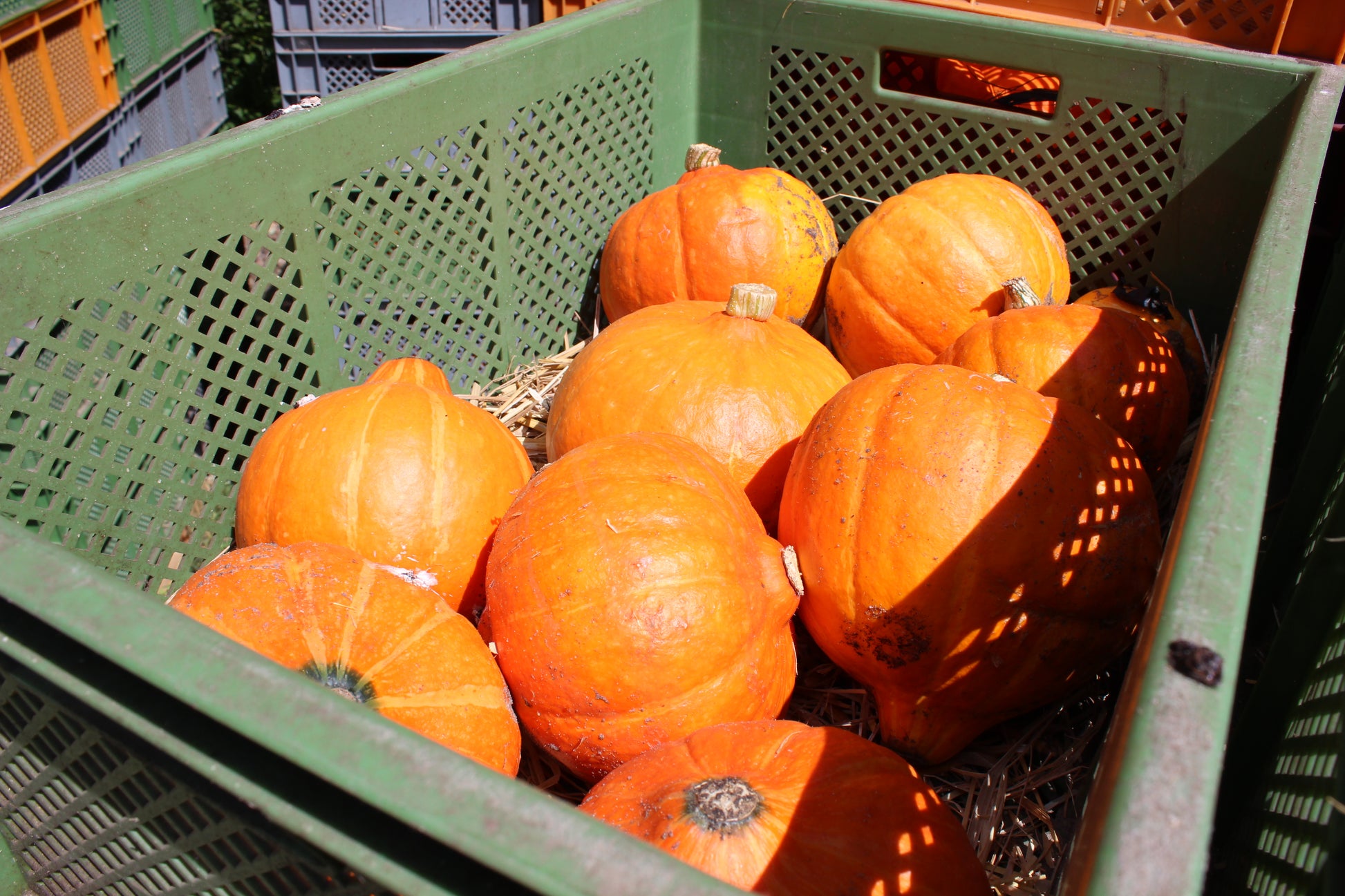 Frisch vom Feld Bioland Hokkaido Kürbisse in einer Kiste