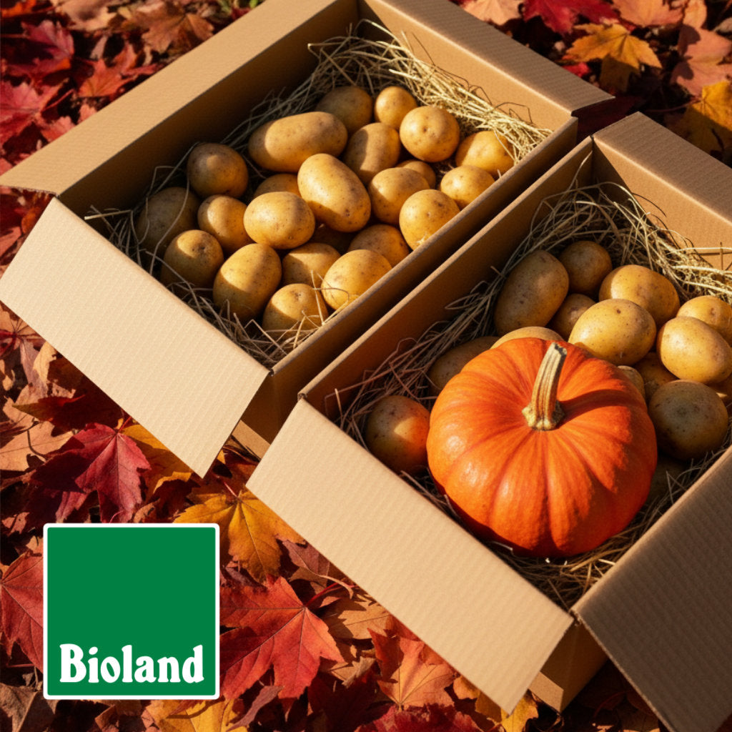 Kartons mit Bioland Kartoffeln und Kürbis auf Herbstlaub