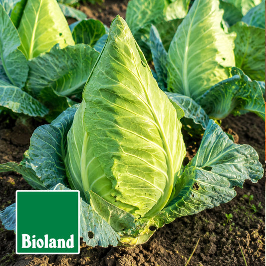 Bio-Spitzkohl frisch vom Feld