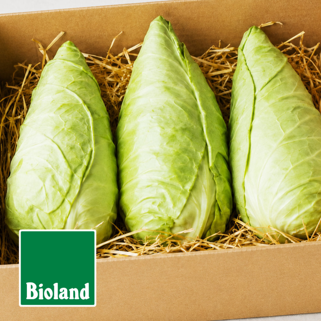 Bio-Spitzkohl frisch vom Feld