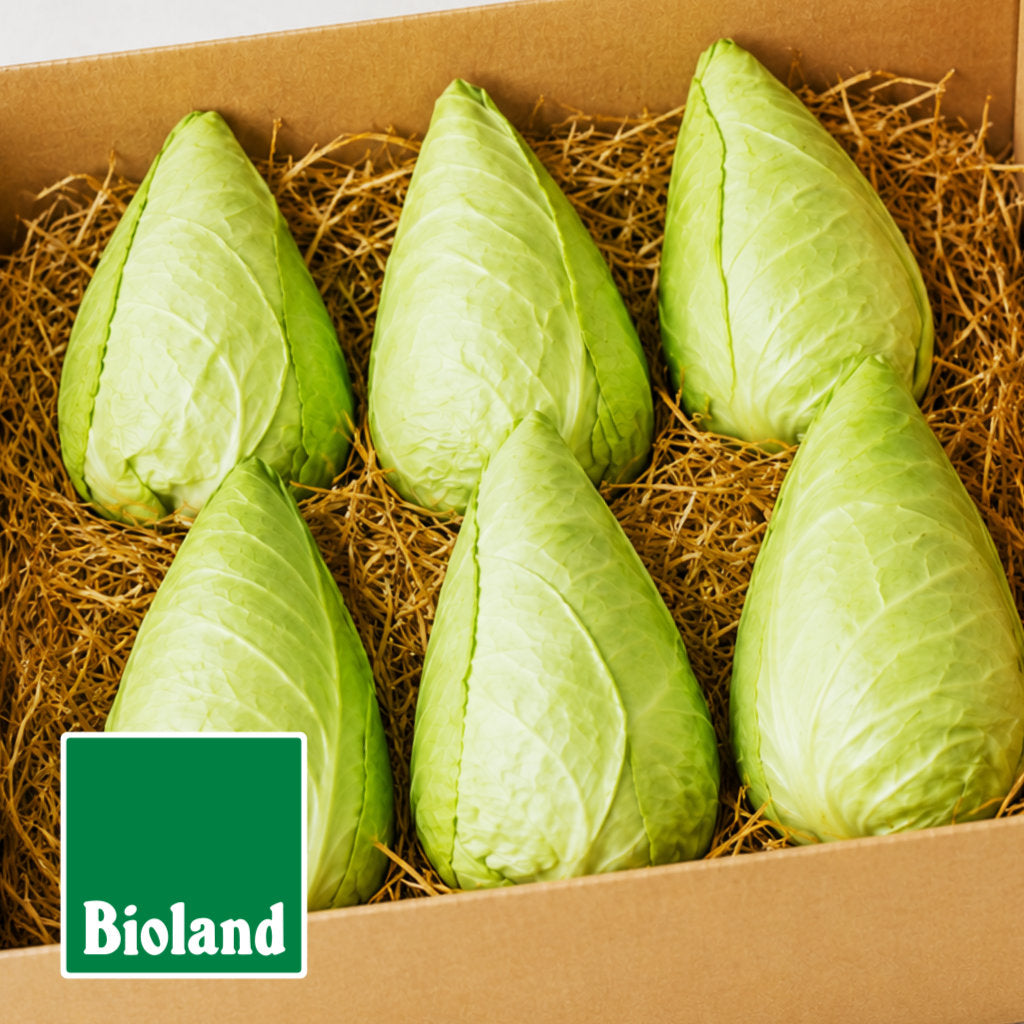 Bio-Spitzkohl frisch vom Feld