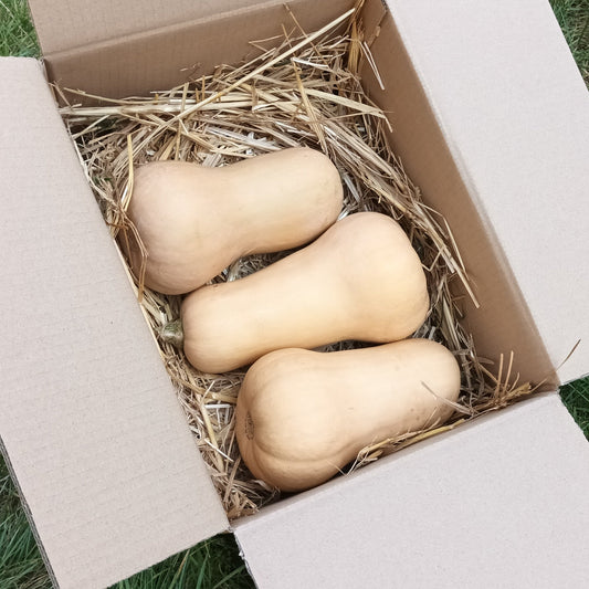 Butternut Bioland Kürbis (versandkostenfrei)
