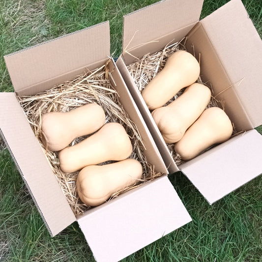 Butternut Bioland Kürbis (versandkostenfrei)