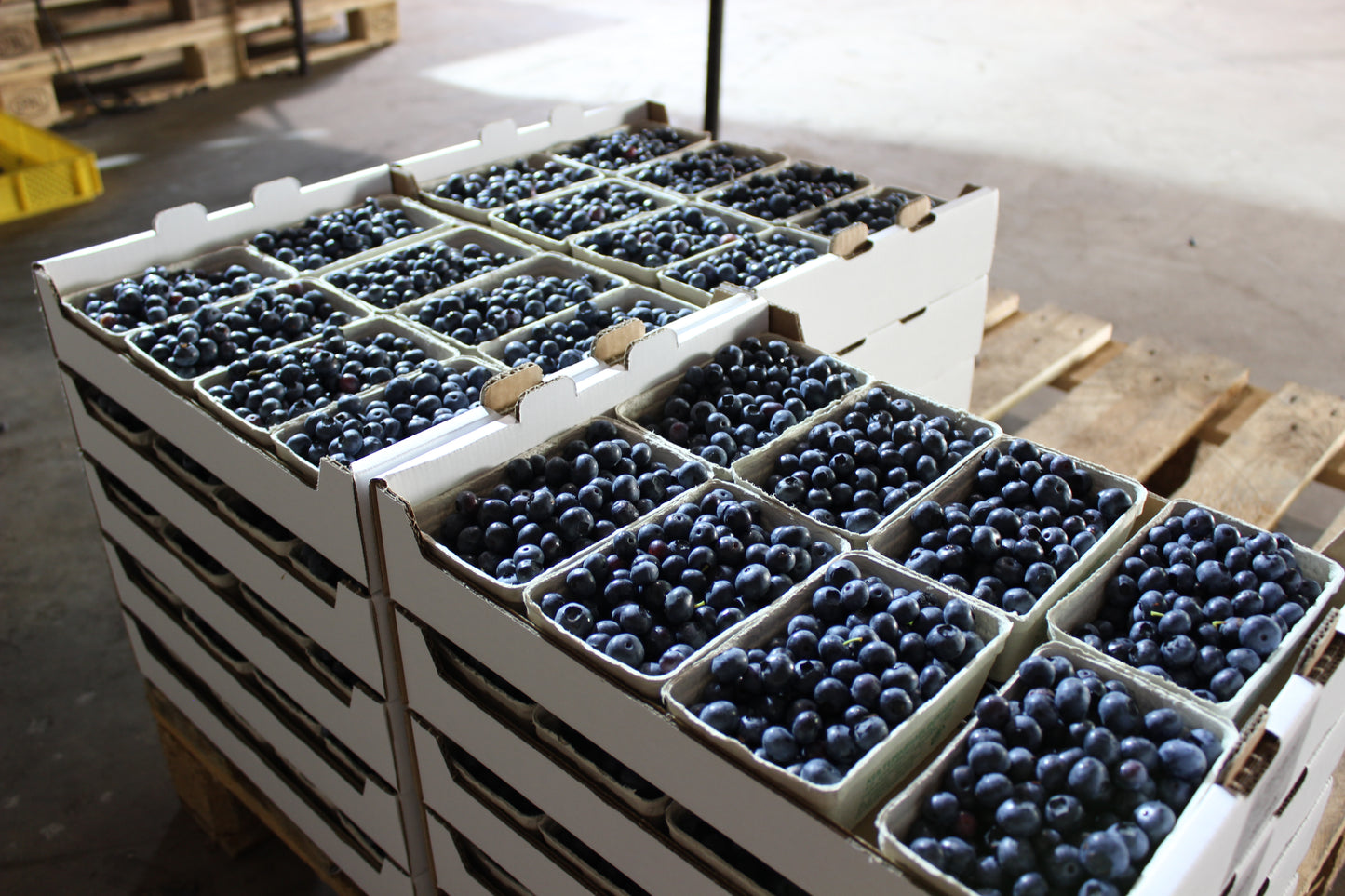 Eine Palette frisch geernteter Bio-Heidelbeeren