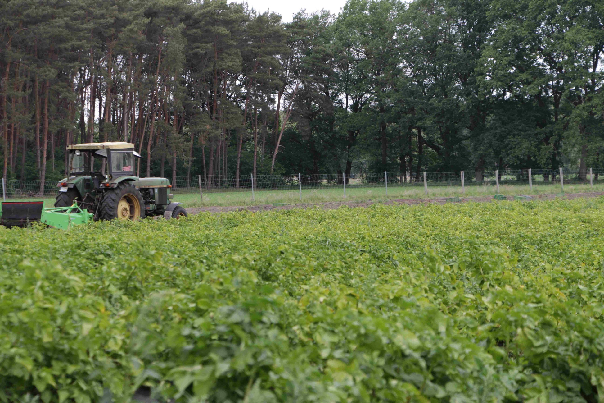 Trecker entfernt Unkraut auf dem Feld von Bioland Kartoffeln
