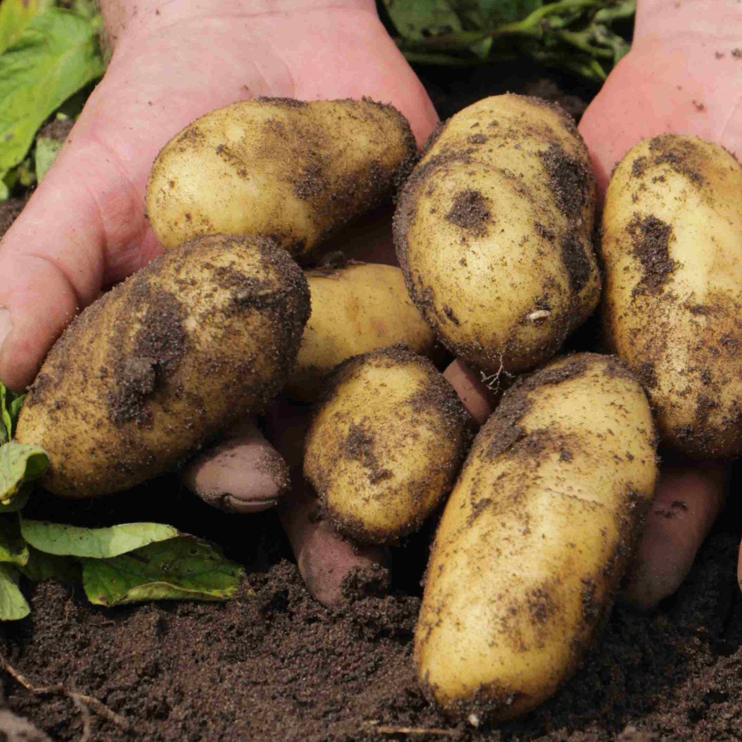 Frisch aus der Erde geerntete Bioland Frühkartoffeln der Sorte Annabelle in Händen 
