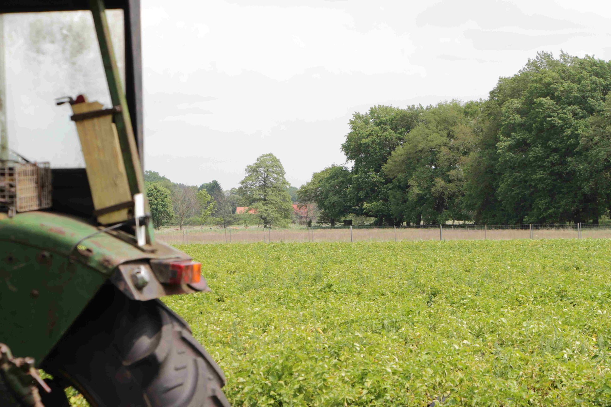 Blick an einem Trecker vorbei, der auf einem Feld von Bioland Frühkartoffeln der Sorte Annabelle steht 