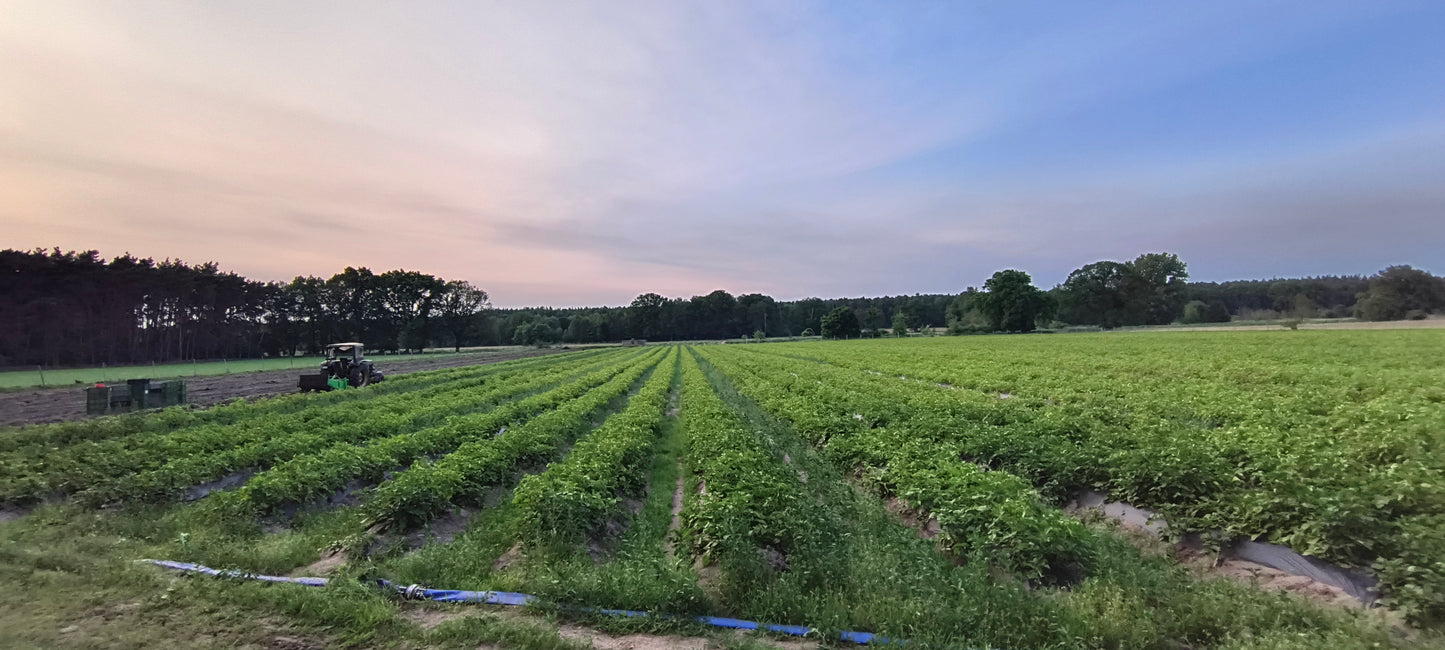 Bioland Kartoffel Annabelle 12 kg große Winterkiste - aus Niedersachsen, direkt vom Hof