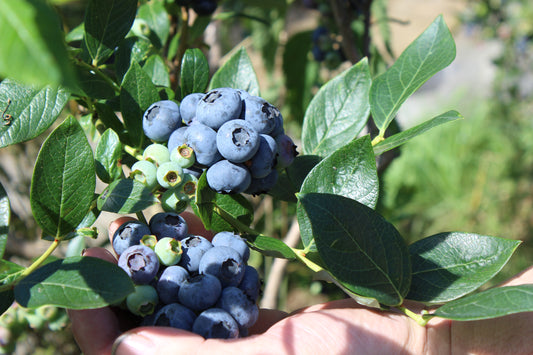 Heidelbeeren 1kg (nur noch Restmenge direkt auf dem Hof)