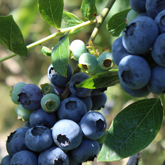 Bioland Heidelbeeren