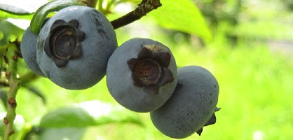 Heidelbeeren 1kg (in Kürze...sind noch im Wachstum)