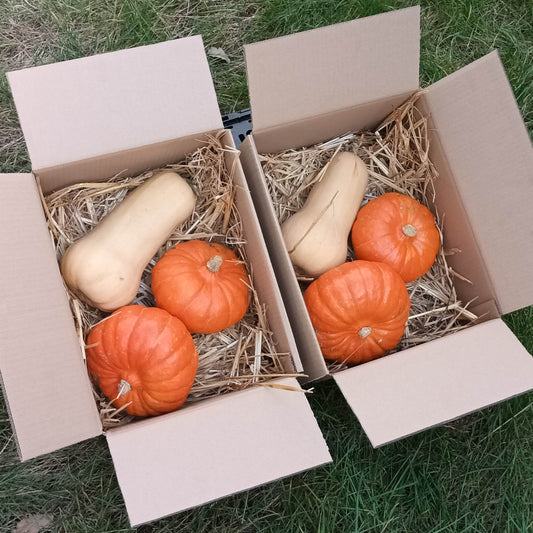 Butternut und Hokkaido Bioland Kürbisse im Mix (versandkostenfrei)