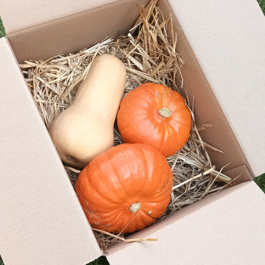 Butternut und Hokkaido Bioland Kürbisse im Mix (versandkostenfrei)