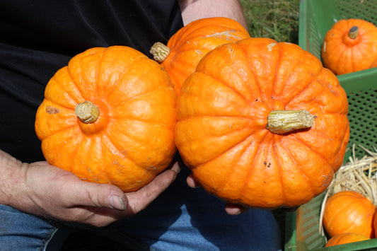 Hokkaido Bioland Kürbis (versandkostenfrei)