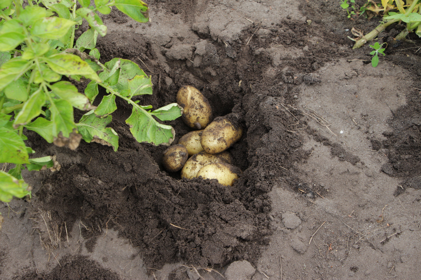 Bioland Frühkartoffel Annabelle