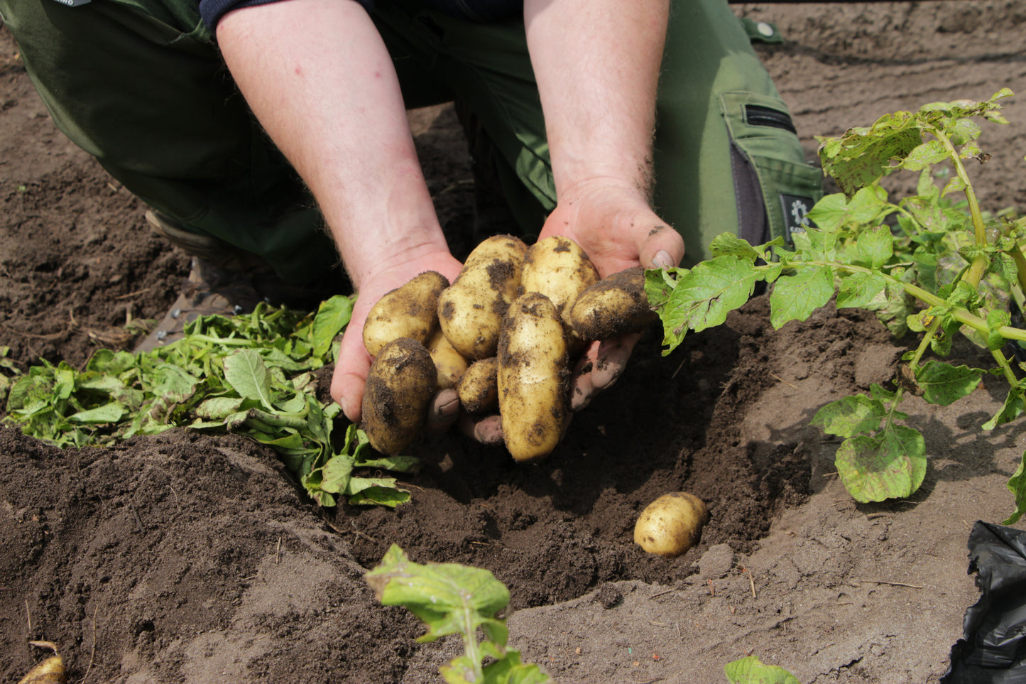 Bioland Frühkartoffel Annabelle
