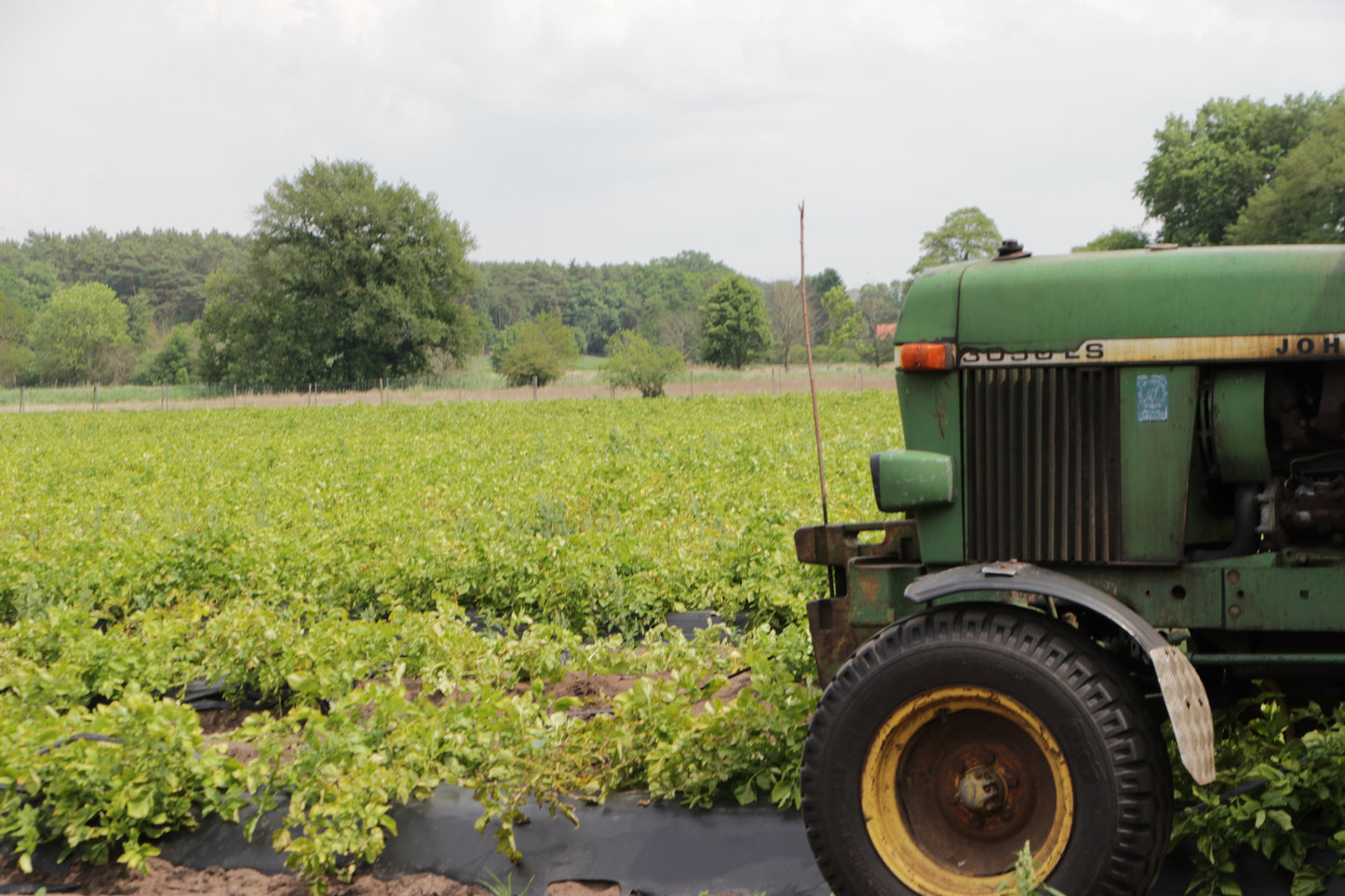 Bioland Kartoffel Annabelle 12 kg große Winterkiste - aus Niedersachsen, direkt vom Hof